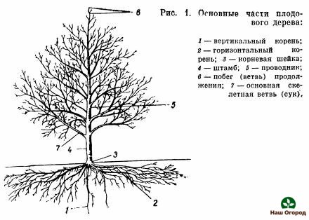 περιγραφή των οπωροφόρων δέντρων