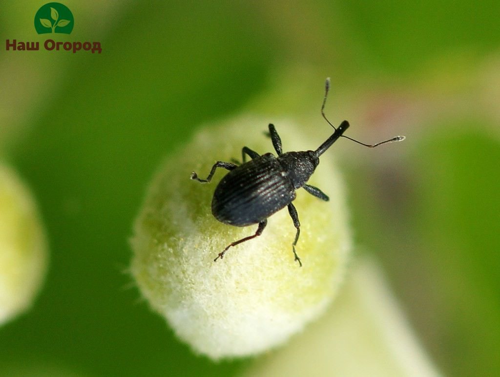 berkebun musim bunga