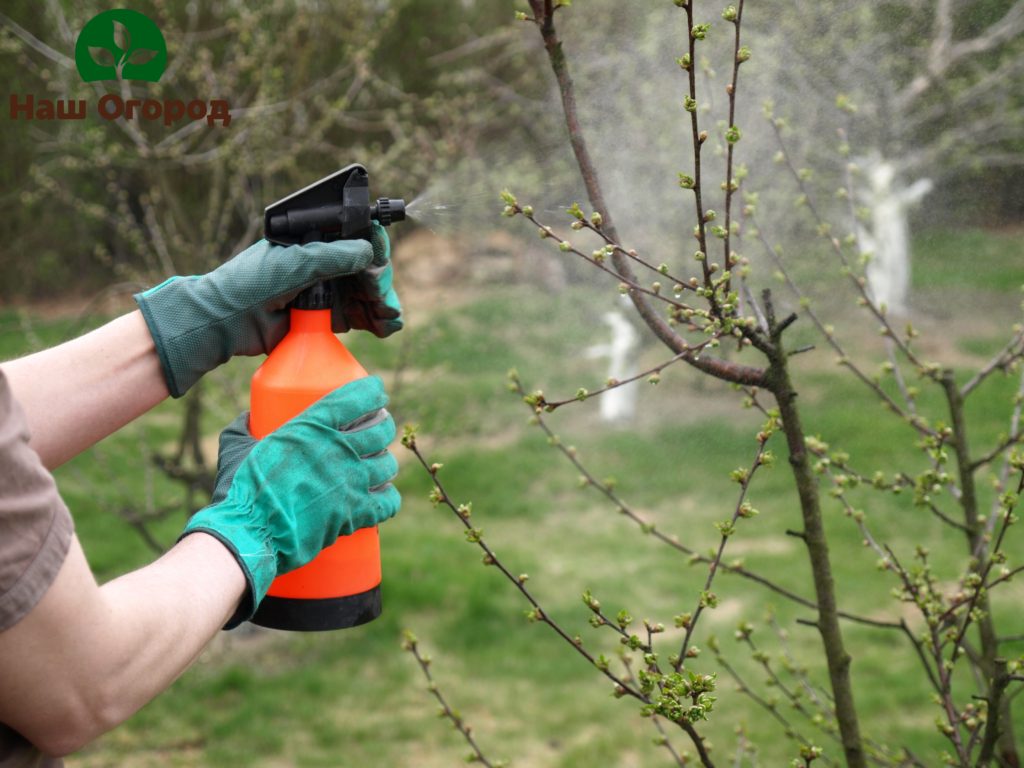 berkebun musim bunga