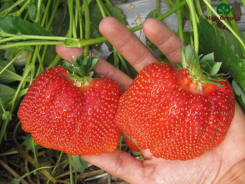 είδη φράουλας