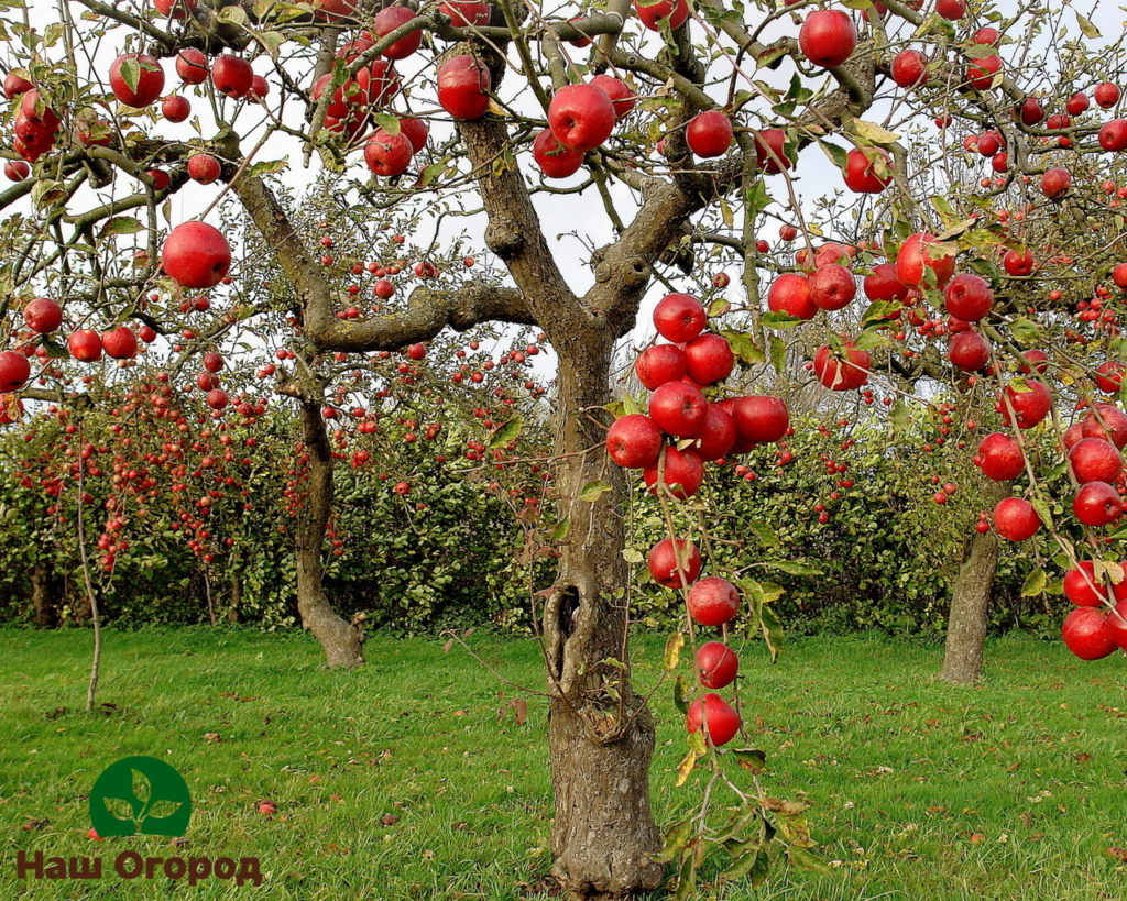 entretien des pommiers en automne