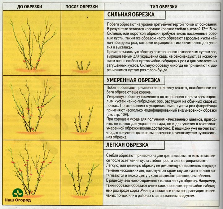 подрязване на рози