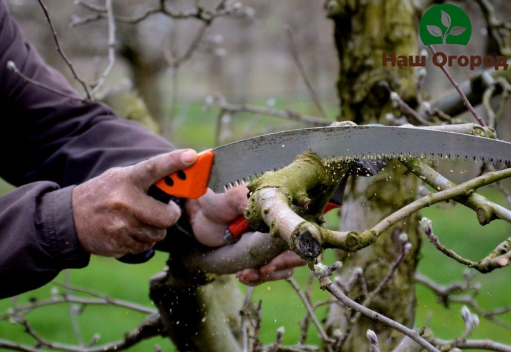 penjagaan pokok epal pada musim luruh