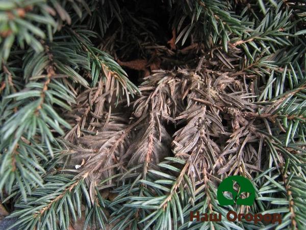 Branches de conifères infectées par le shite brun