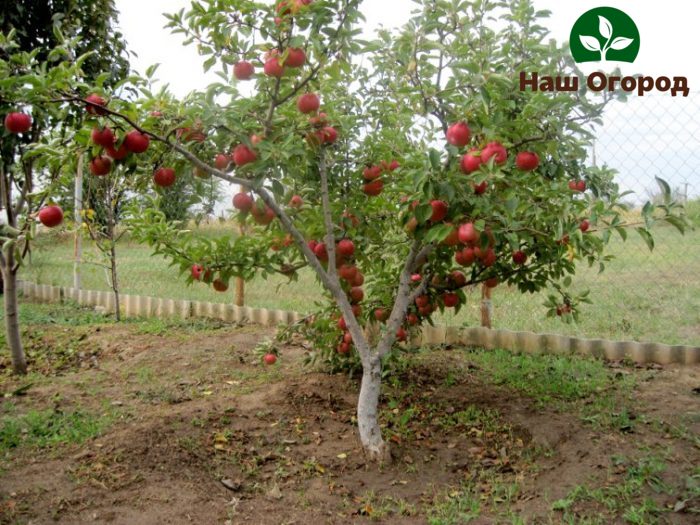 apple tree care