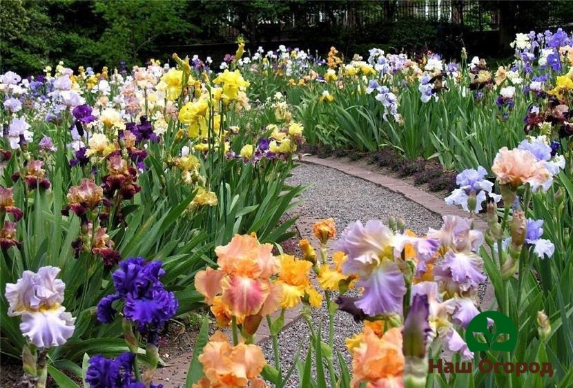 With proper iris care, you can grow an entire flower bed of colorful, lush flowers.