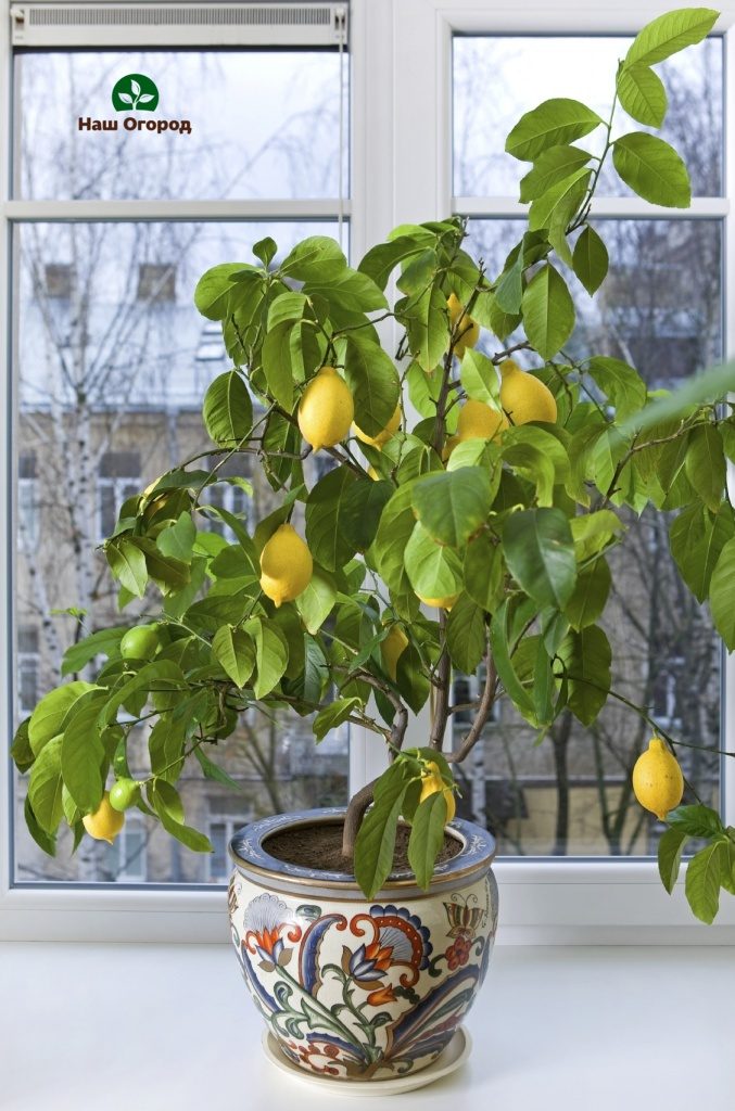 Les citronniers sont cultivés à partir de graines.