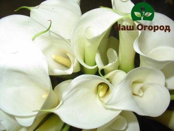 Calla lily hẹp