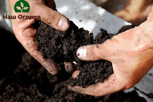 In order to check the soil before sowing, you need to squeeze it tightly in your hands.