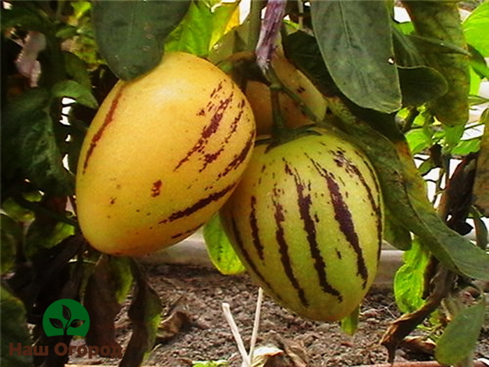 La variété la plus populaire pour la culture dans les jardins russes est la variété Pepino Ramses.