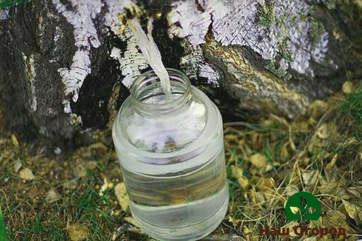 جمع عصارة البتولا في وعاء زجاجي