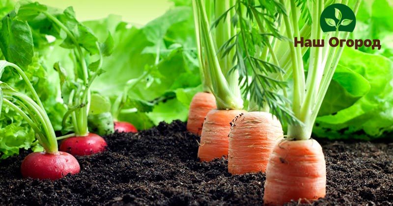 Les radis aux carottes sont de bons voisins dans le jardin, vous pouvez donc faire pousser des cultures ensemble en toute sécurité