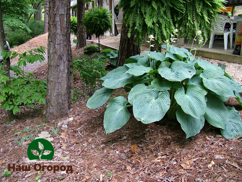 Some hosta species are capable of reaching very large sizes, so do not plant these species too closely to other crops.