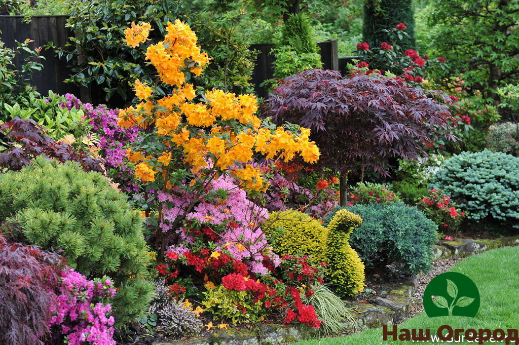 With the help of ornamental shrubs, you can create unusual bright compositions.