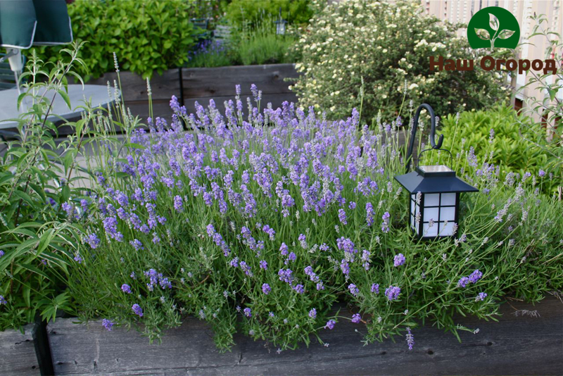 Lavendel er ikke bare rik på fordelaktige vitaminer i sammensetningen, men kan også være en utmerket dekorativ løsning for hagen din.