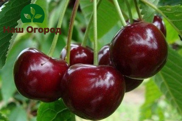 Cherry variety Pamyat Yenikieva