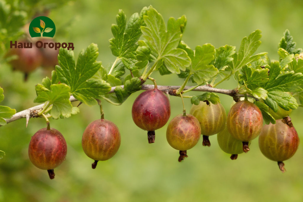 buah gooseberry di negara ini