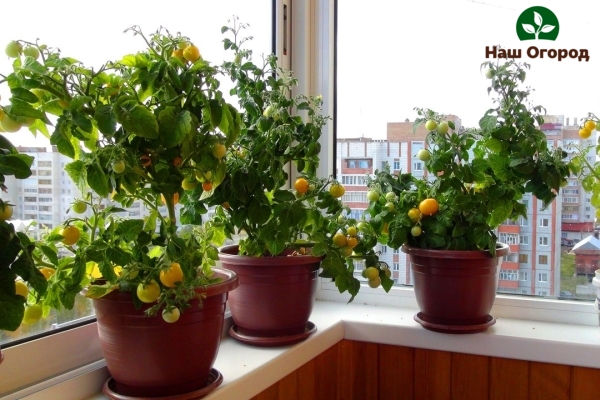 عند زراعة الطماطم على الشرفة ، يمكنك الحصول على محصول غني من الخضار.