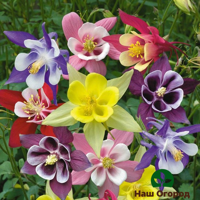 Aquilegia khác nhau về màu sắc tùy thuộc vào giống