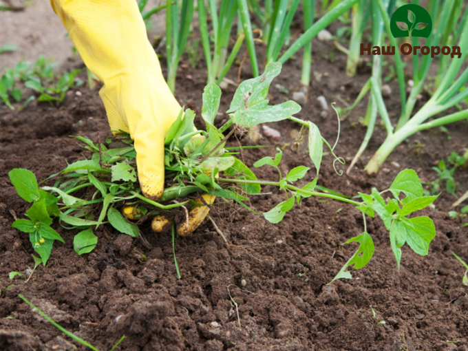 Remove weeds in a timely manner. If you start this process, insidious weeds will soon fill the entire garden.