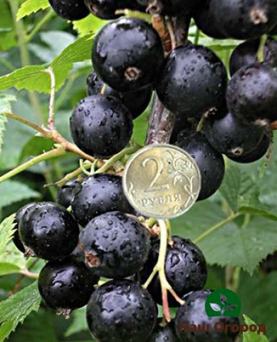 Một blackcurrant mạnh mẽ có thể đạt đến kích thước của một đồng xu hai rúp lớn