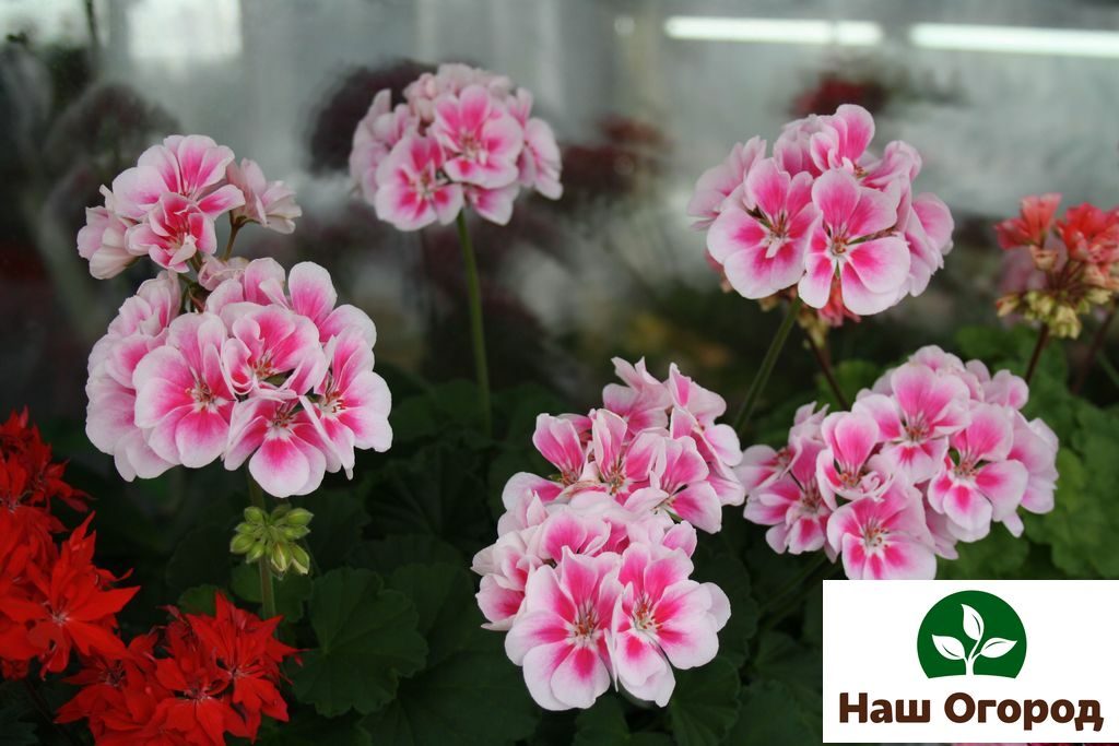 Geranium adalah tanaman dalaman yang tidak bersahaja.