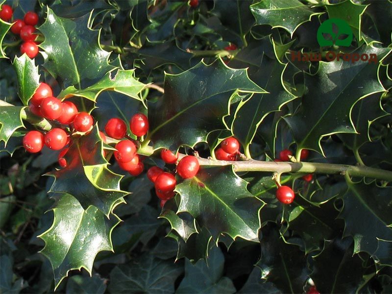 Quả Holly