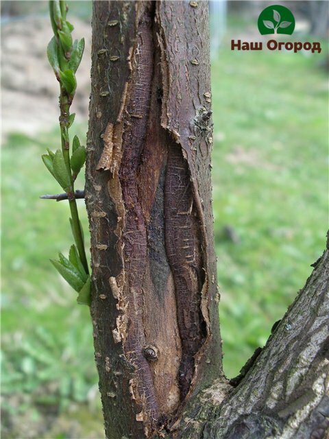 Damage to the bark of a fruit tree