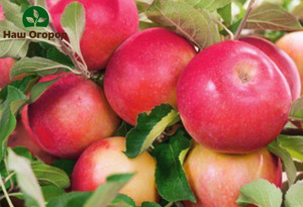Apple variety Uralets