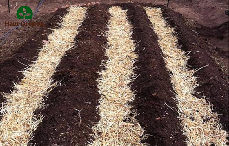 Сламата, поставена върху лехите, има положителен ефект върху състоянието на почвата