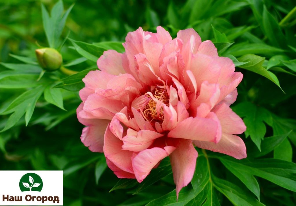 La pivoine arborescente est une fleur de jardin unique.