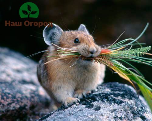 Kinakailangan na maingat na subaybayan ang mga nilalaman ng lugar ng hardin upang hindi mapukaw ang hitsura ng mga rodent.