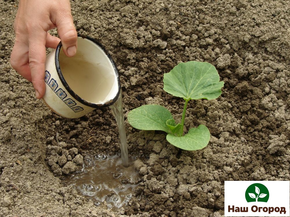 Vous devez arroser chaque plante séparément à la racine.