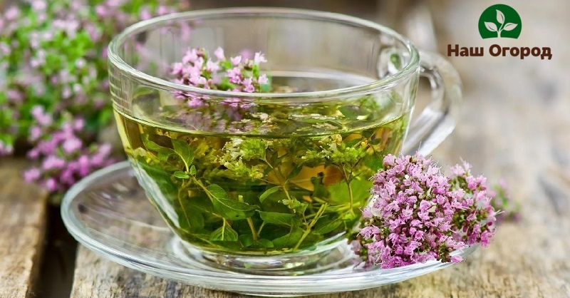 Риганът е много полезна подправка, затова е обичайно да се вливат билкови лечебни чайове от него.