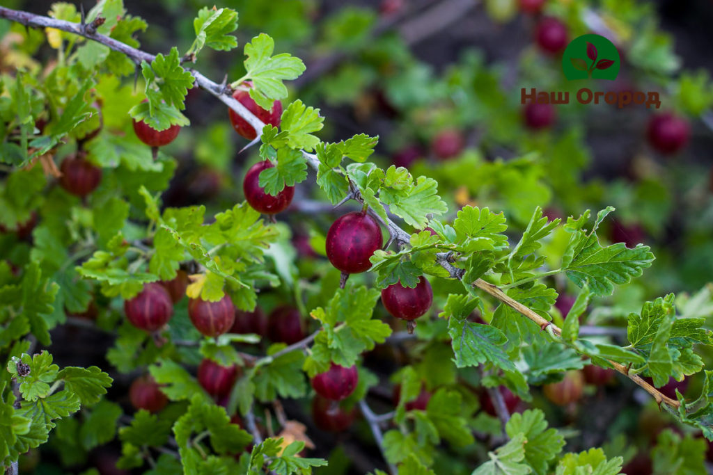 buah gooseberry di negara ini