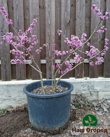 Daphne er en av de tregst voksende plantene