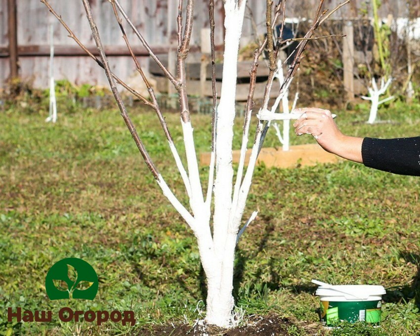 Pour blanchir les arbres, vous pouvez utiliser des peintures acryliques et à base d'eau.