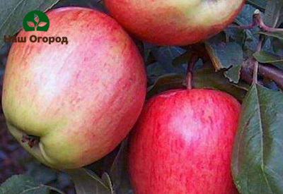 Apples varieties Summer striped