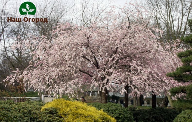 Pokok aprikot mekar sangat cantik, namun dengan penjagaan yang berkualiti rendah, anda mungkin tidak melihat buah-buahan di atasnya.