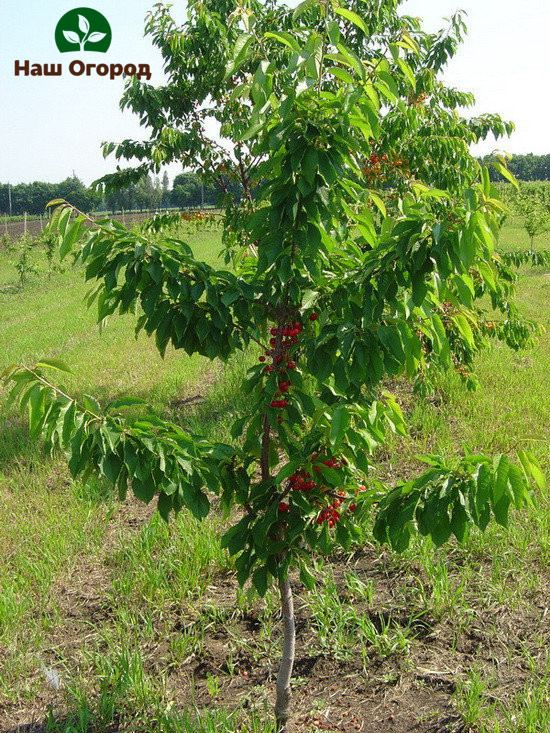 Kinakailangan na magtanim ng isang cherry seedling depende sa rehiyon kung saan ka nakatira