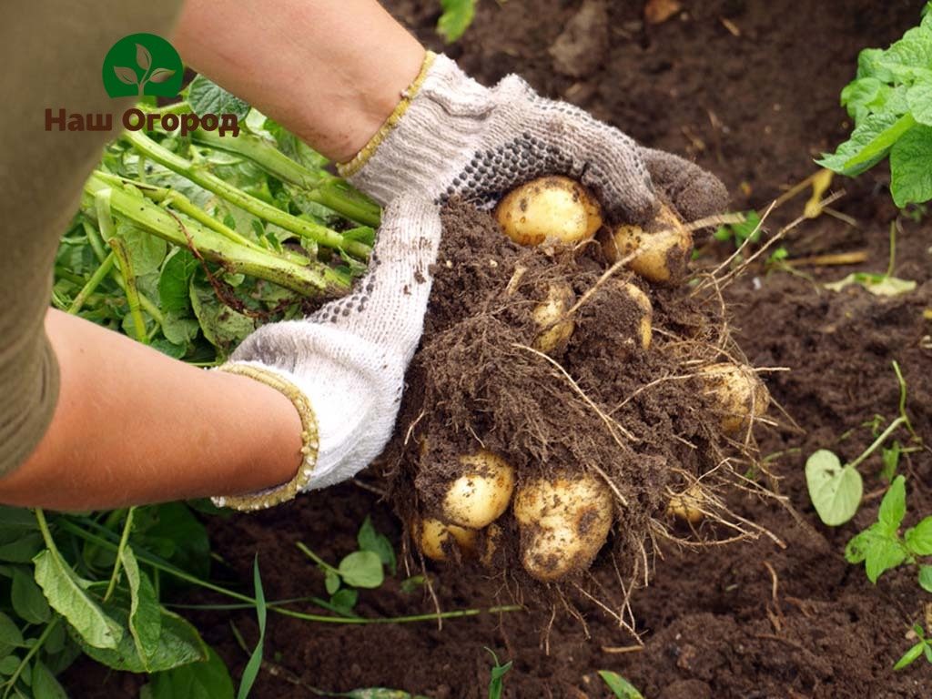 Hasil kentang yang tinggi secara langsung bergantung pada teknologi penanamannya yang betul.
