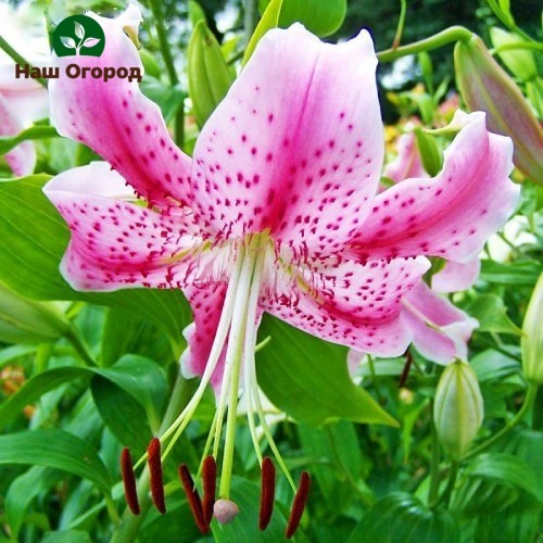 Garden lily of the Uchida cultivar