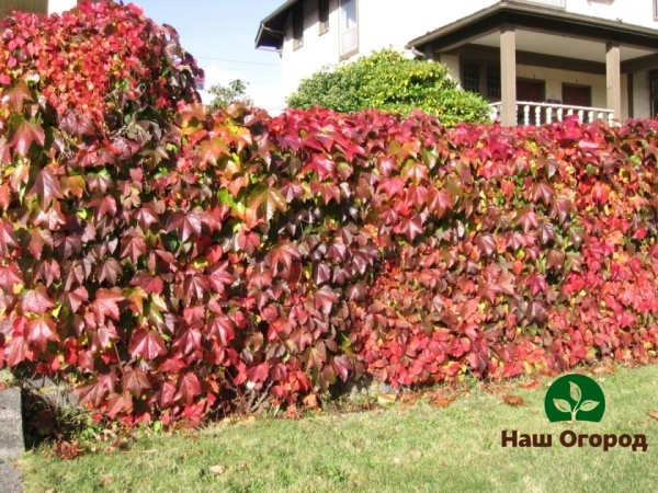 Haie de vigne ornementale