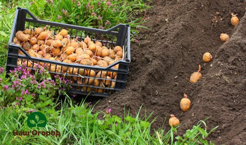 Banyak tukang kebun mula menanam kentang ketika ceri burung berbunga.