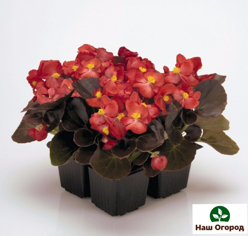 Begonia adalah tumbuhan yang indah.