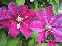 Clematis varianter Star of India