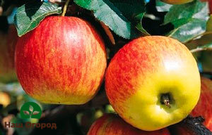 يمكن تمييز تفاح Pink Lady باللون غير المتكافئ للفاكهة.