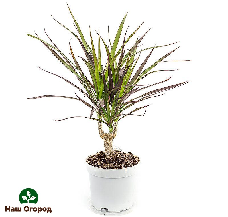 Dracaena tidak bersahaja - dia berasa hebat di rumah.