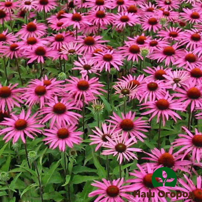 Purpurea Echinacea (giống Granatstem)