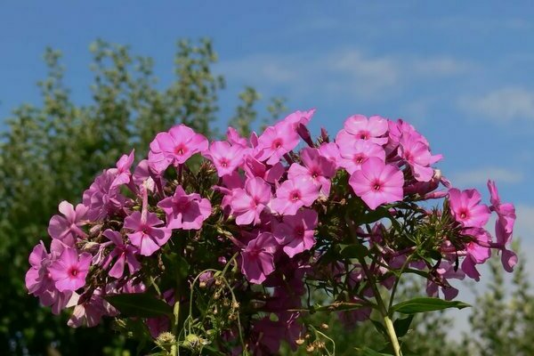 Penanaman dan penjagaan Phlox